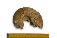 F 03895
<br/>
<br/>
<em></em>